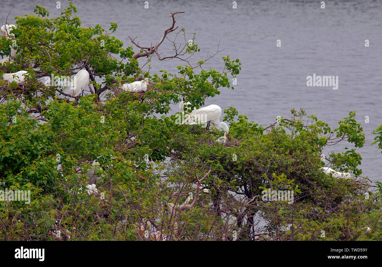Grande (noto anche come comune) garzette tendono i loro nidi in un isola protetta rookery, Smith Oaks Bird Sanctuary, Alta Isola, Texas. Foto Stock