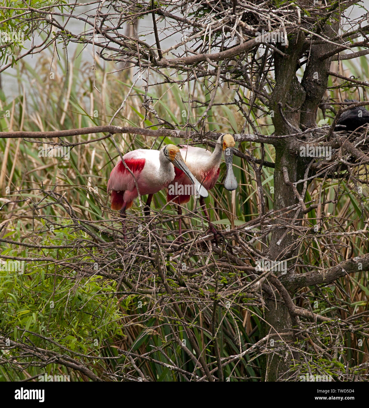 Protetto dalla loro isola rookery, Roseate due spatole di guardare al di sopra di un possibile sito di nidificazione al Smith Oaks Bird Sanctuary, Alta Isola, Texas. Foto Stock