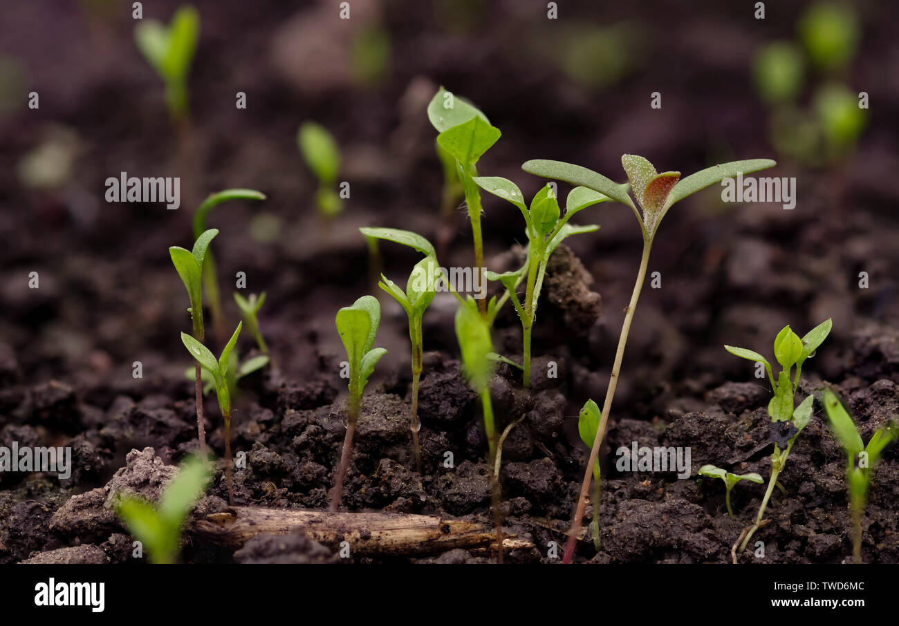 Giovani pisello verde germoglio germina dal suolo Foto Stock