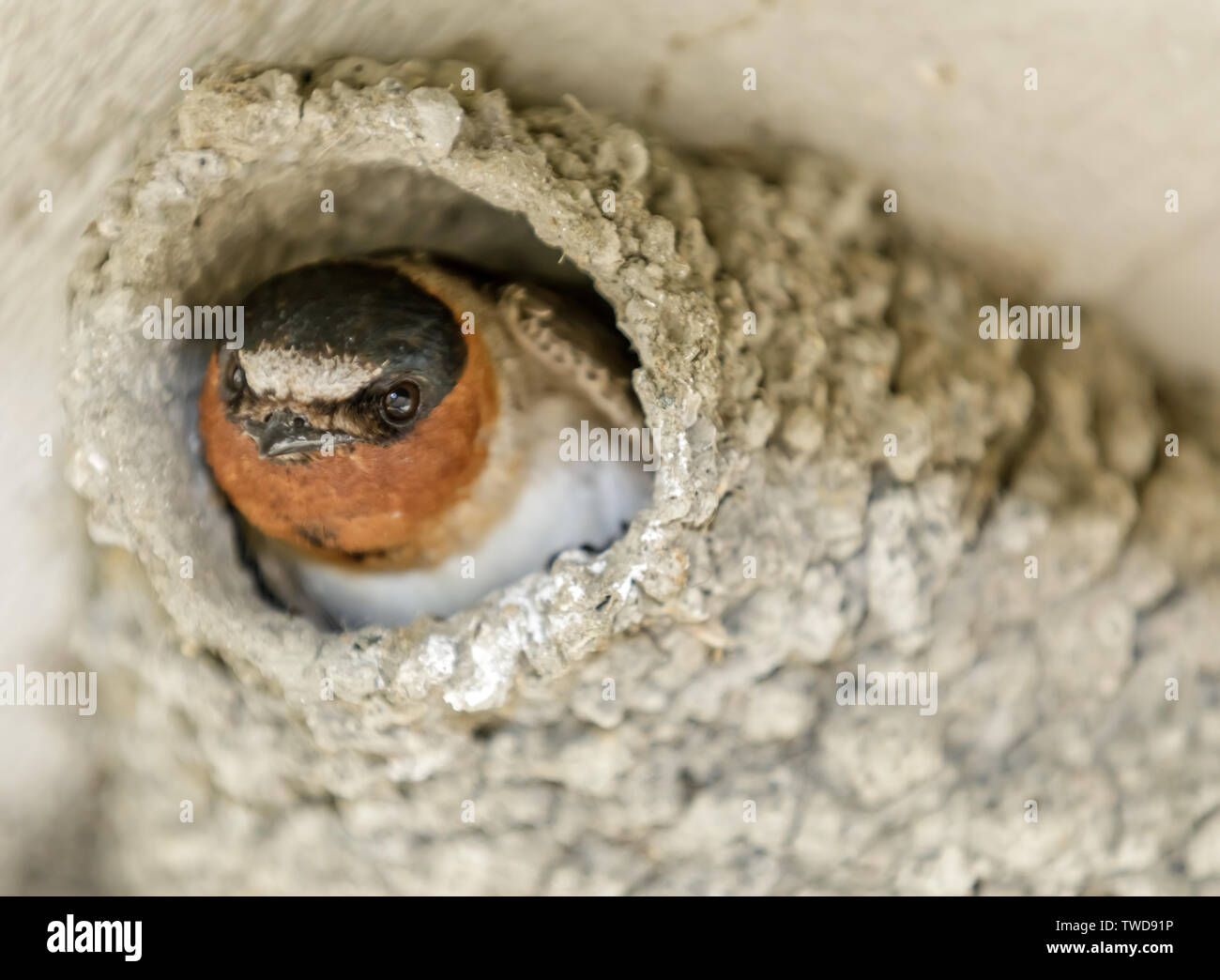 Barn Swallow che spuntavano dal suo nido. Foto Stock