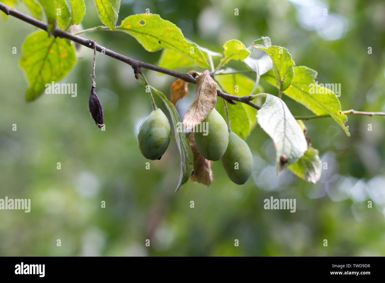 Un ramo di prugna con verde acerbo prugne contro di un giardino blured, il fuoco selettivo copyspace Foto Stock