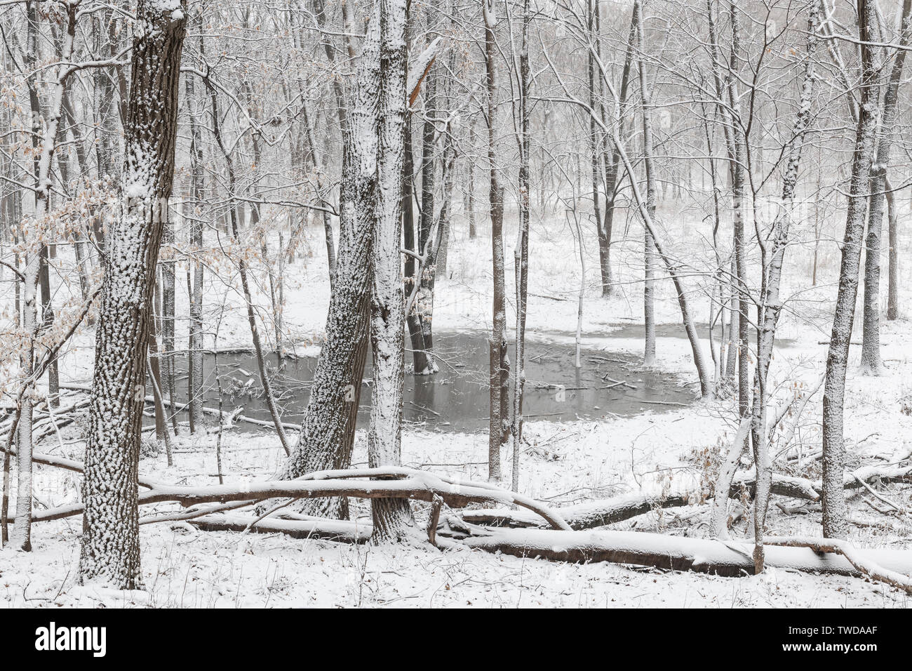 Aprile tempesta di neve, bosco, USA orientale, da Dominique Braud/Dembinsky Foto Assoc Foto Stock