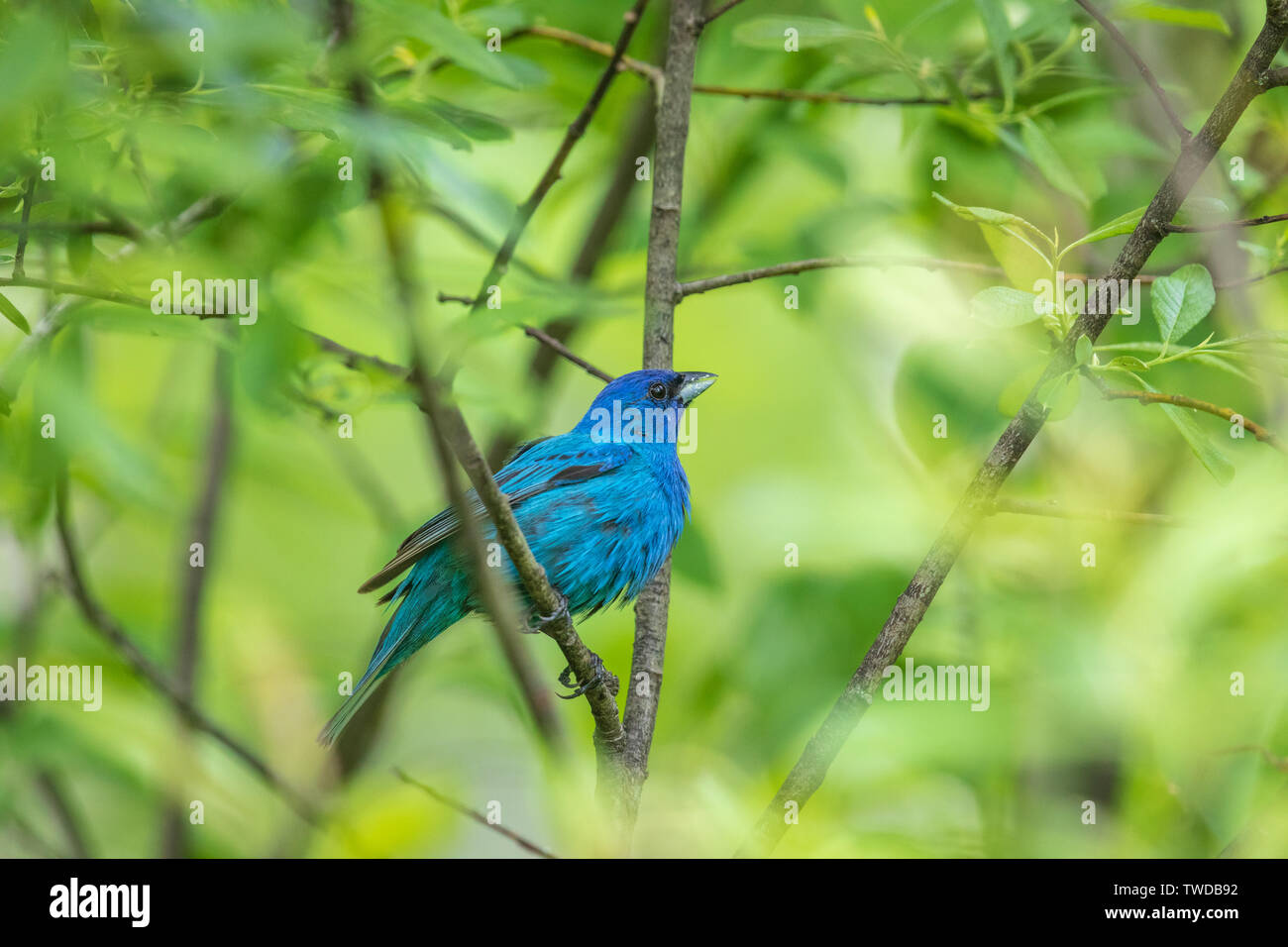Maschio indigo bunting nella copertura spessa di Wisconsin settentrionale boscoso. Foto Stock