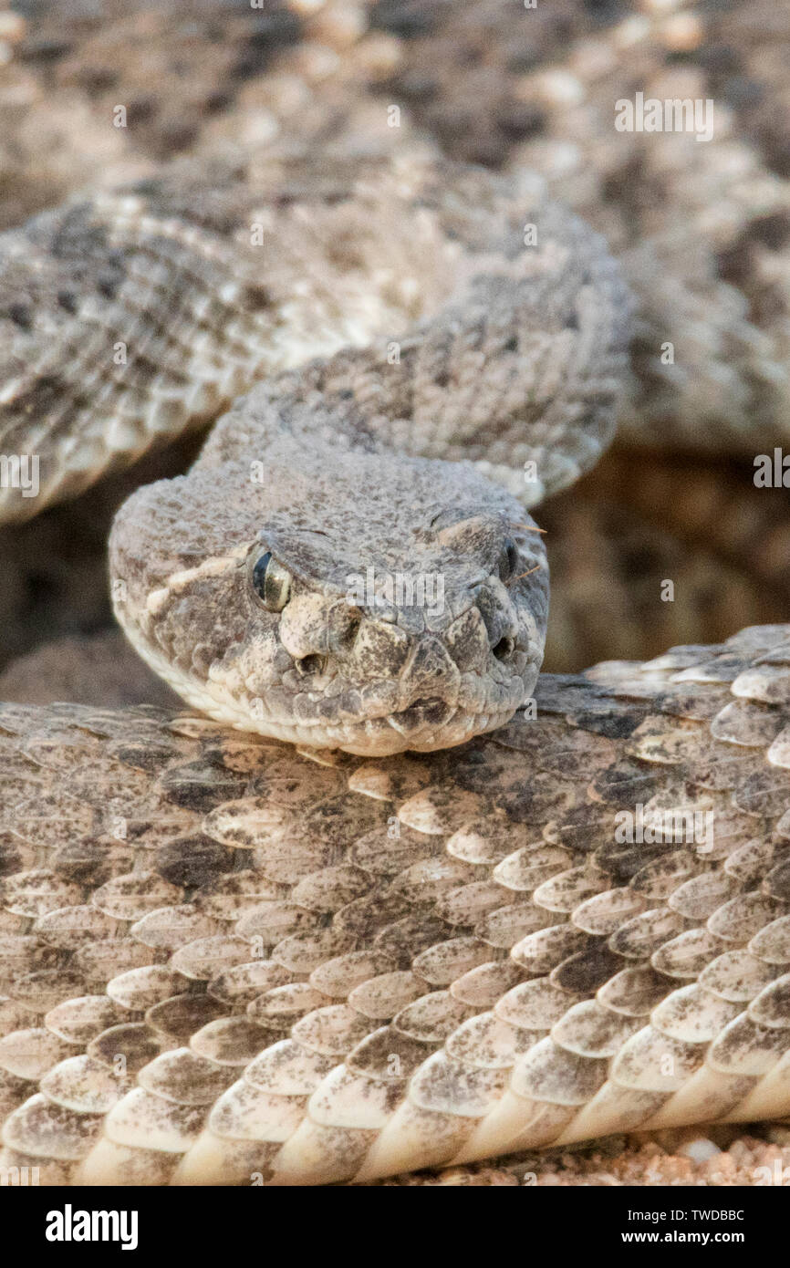 Western Dioamondback Rattlesnake close-up (Crotalus atrox) Southern Arizona Foto Stock