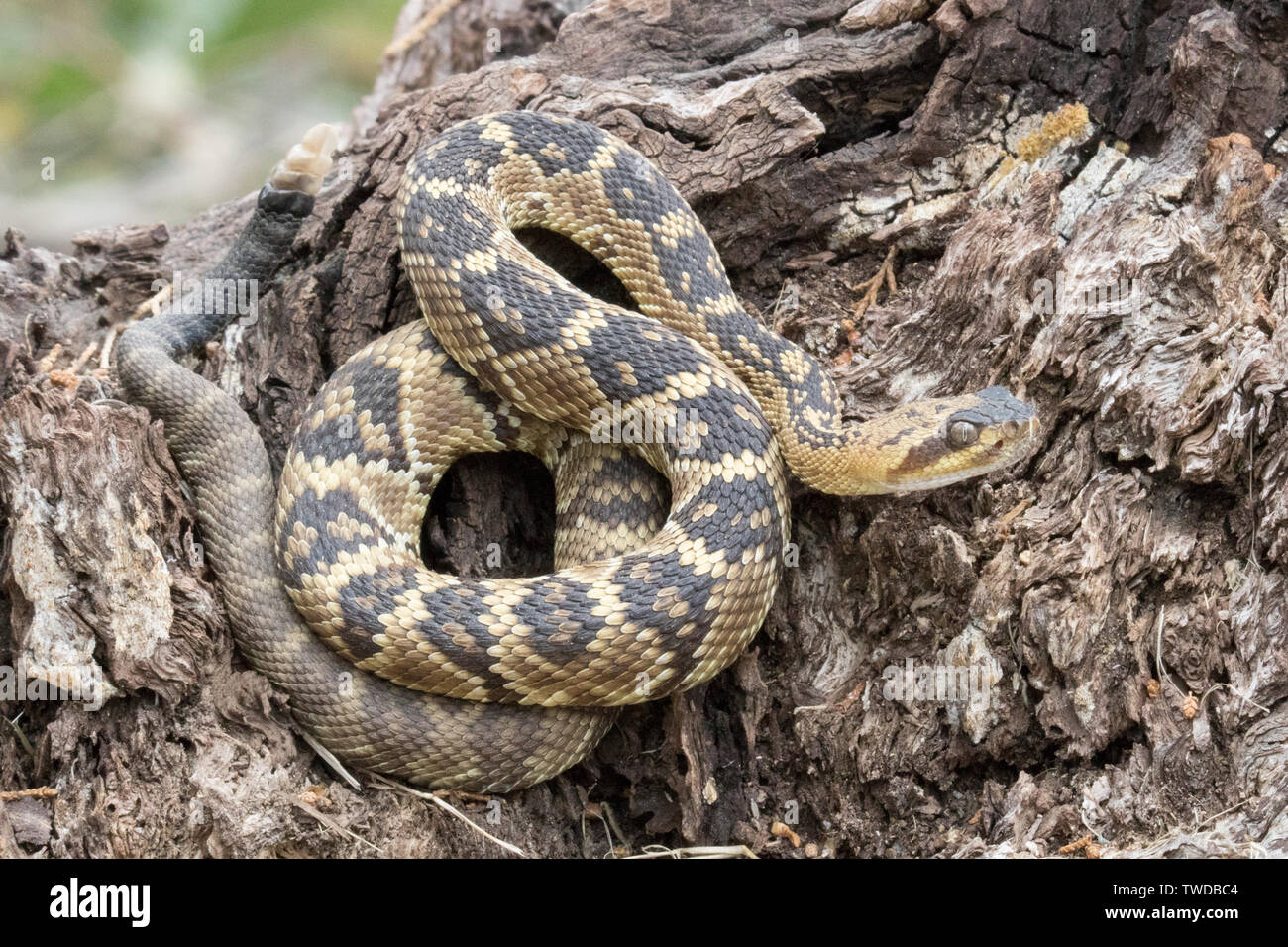 Black-Tailed Rattlesnake (Crotalus molossus) Southern Arizona Foto Stock