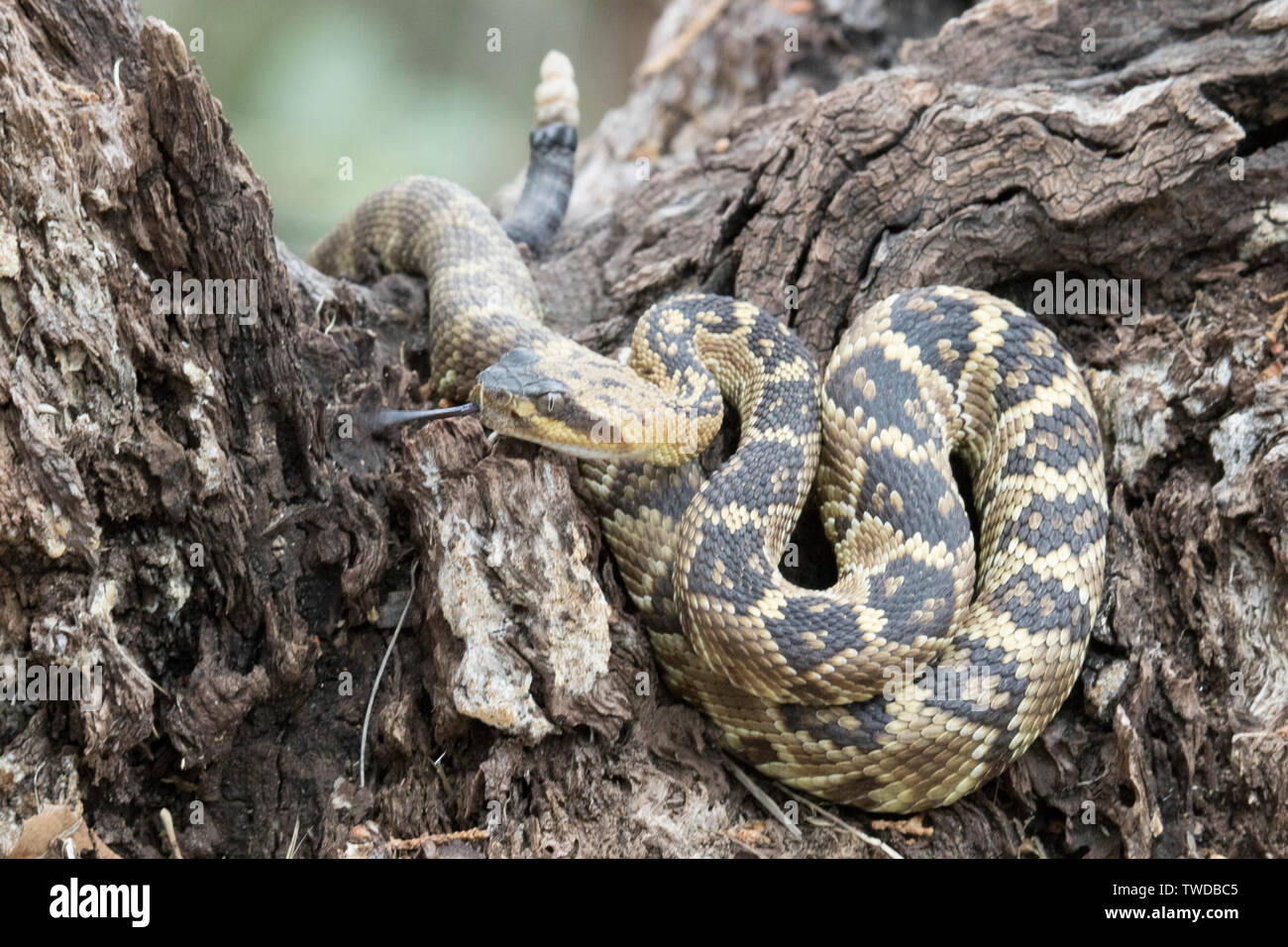 Black-Tailed Rattlesnake con la lingua di fuori (Crotalus molossus) Southern Arizona Foto Stock