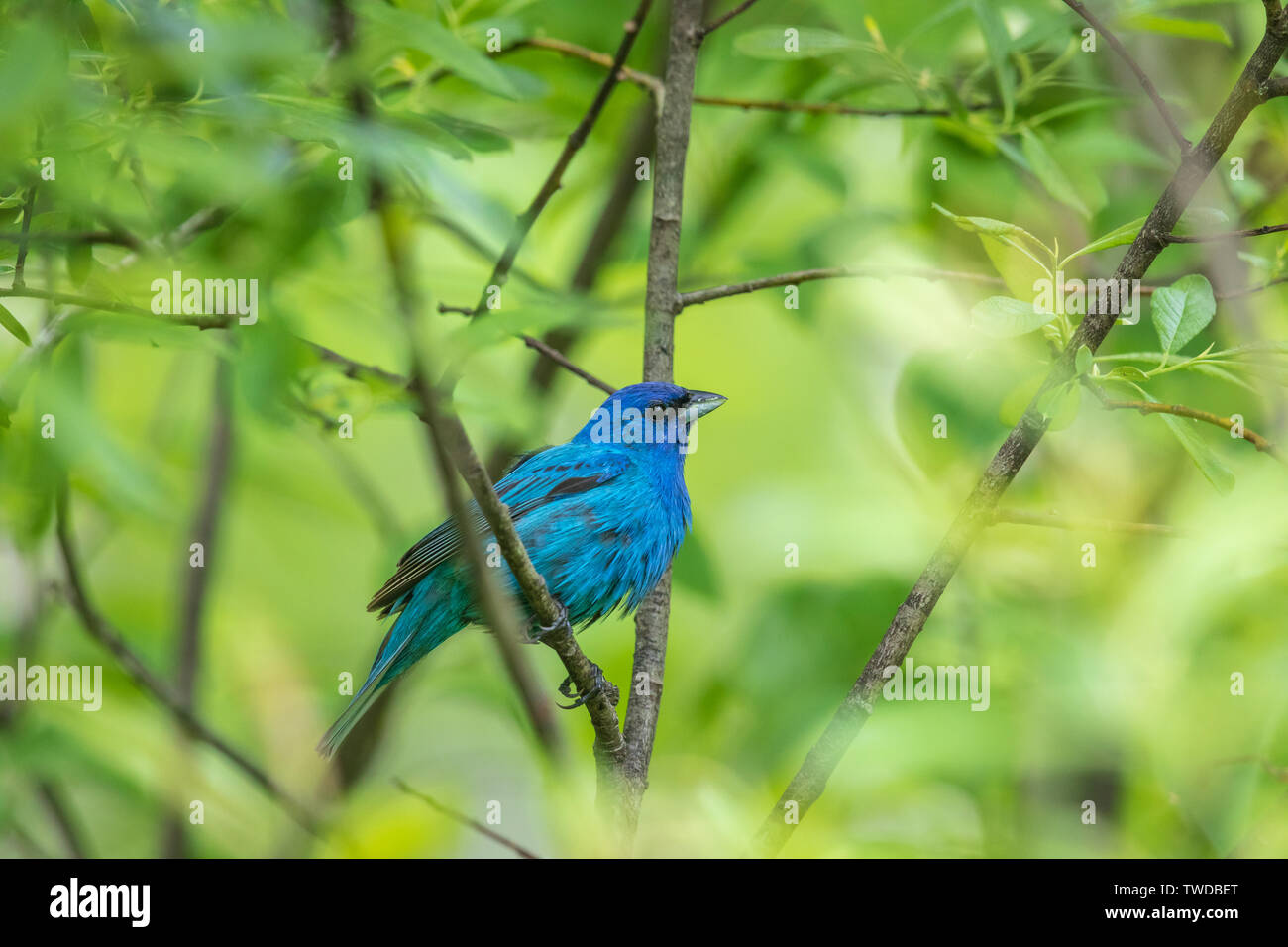 Maschio indigo bunting nella copertura spessa di Wisconsin settentrionale boscoso. Foto Stock