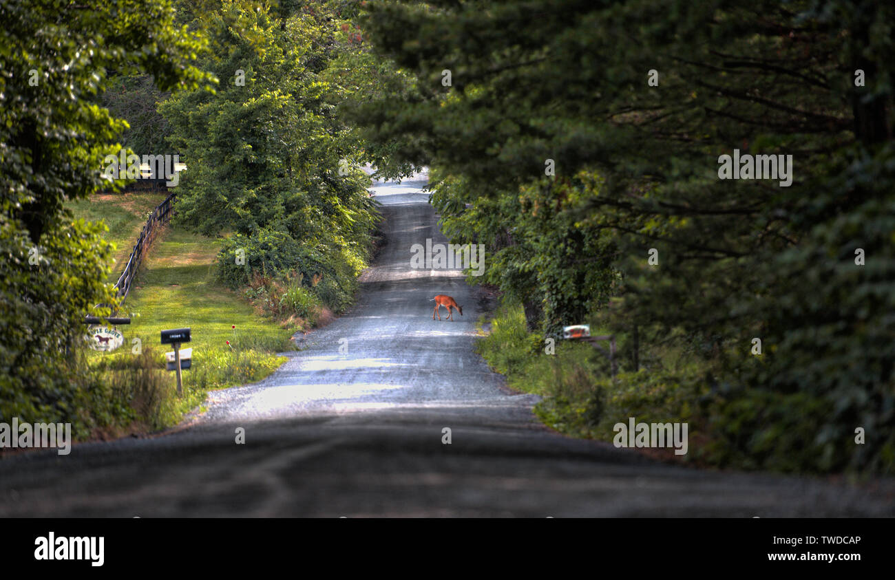 Stati Uniti - Luglio 3, 2017: un white-tailed deer attraversa Western Loudoun storica strada sterrata noto come Greggsville strada al di fuori del villaggio di Phi Foto Stock