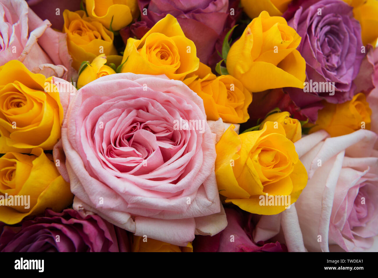 Primo piano della bella Rose colorata come una carta vacanze sfondo Foto Stock