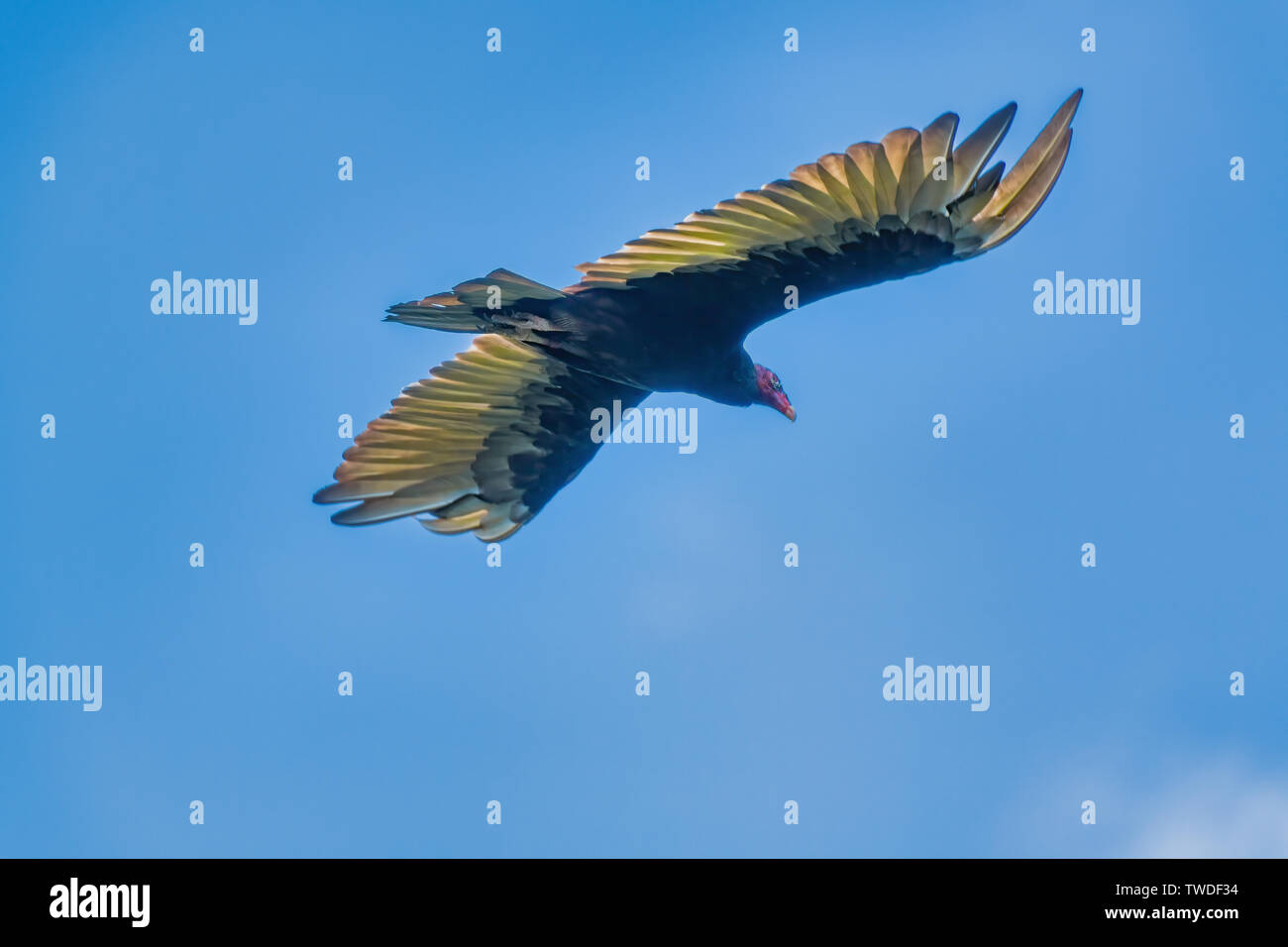 La Turchia avvoltoio in volo Panama City, Florida Foto Stock