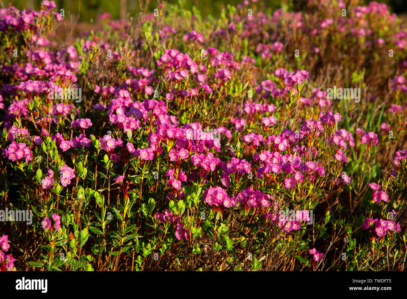 Western Bog Laurel (Kalmia microphylla) fiore a lago Hosmer, Cascade Lakes National Scenic Byway, Deschutes National Forest, Oregon Foto Stock