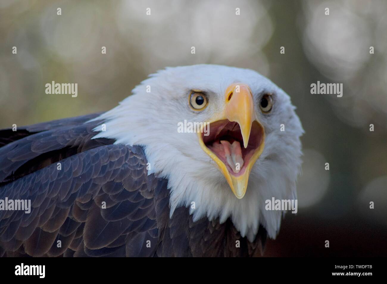 Aquila calva vocalizes con becco aperto verso la telecamera che mostra becco affilato e lingua Foto Stock