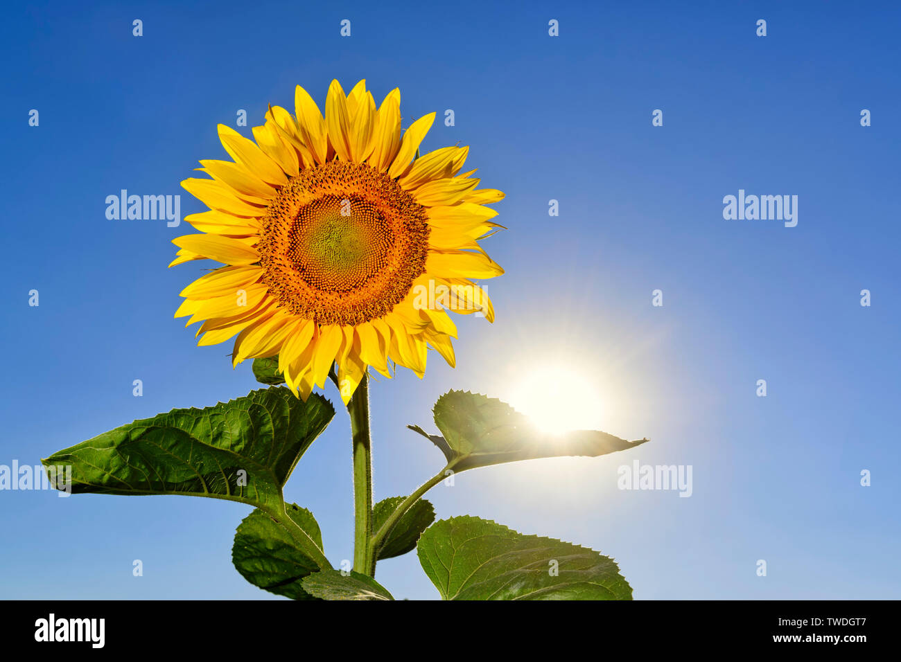 Bellissimo il girasole con il sole sulla sua lasciare contro blu cielo vividi Foto Stock