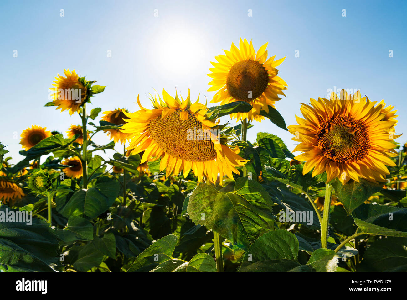 Bella girasoli contro il cielo blu con Sun, alto contrasto immagine Foto Stock