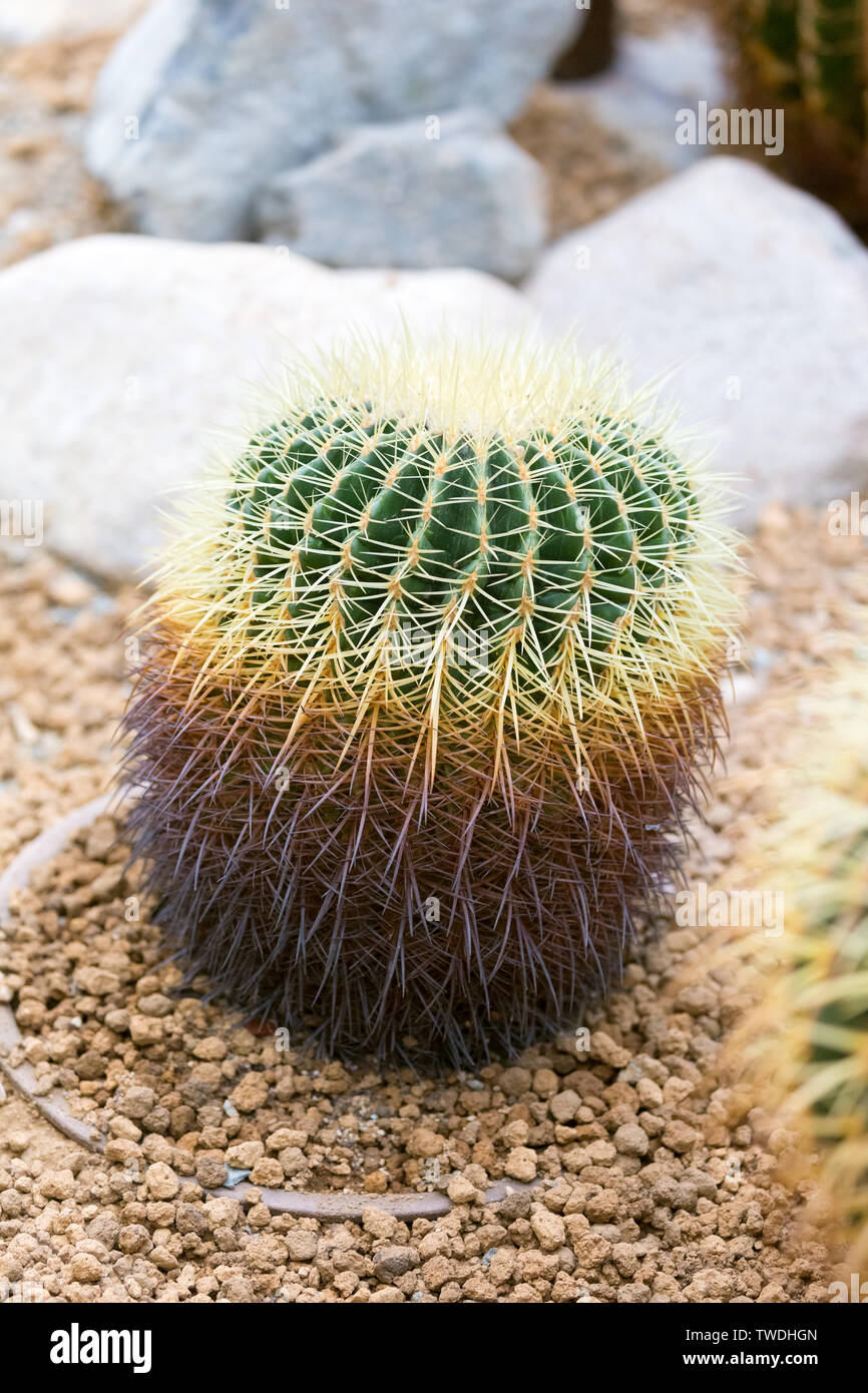Cactus è un membro della famiglia di piante cactacee Foto Stock