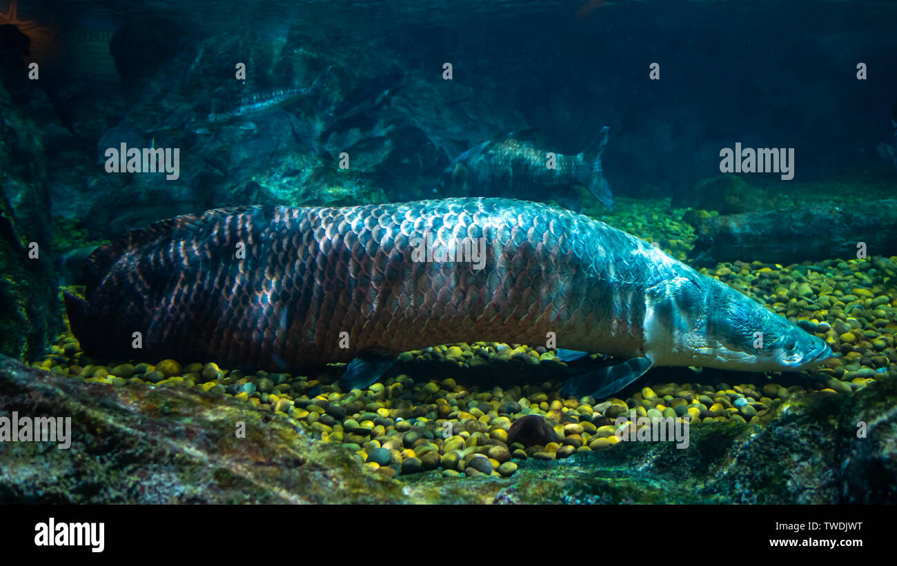 Bel pesce in acquario sulla decorazione di piante acquatiche sfondo. Un pesci colorati pesci nel serbatoio. Foto Stock