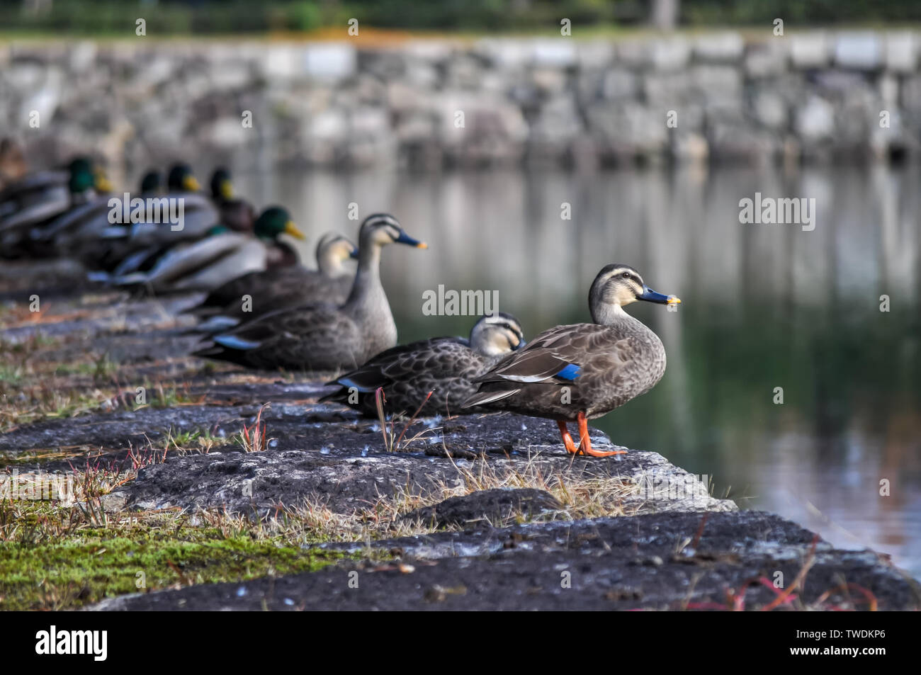 Un close-up di una fila di anatre da stagno. Foto Stock