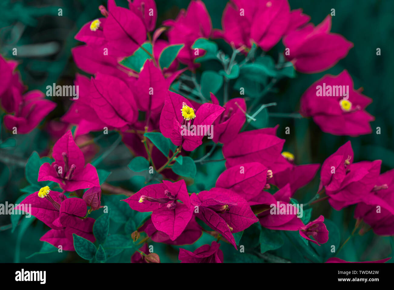 Santa rita flower immagini e fotografie stock ad alta risoluzione - Alamy