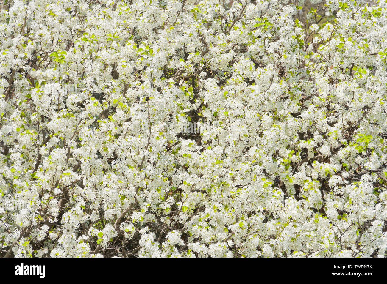 Chiudere la vista dei fiori bianchi di peri accanto al lago di Jefferson incandescente sotto il sole a San Louis Forest Park su una giornata di primavera. Foto Stock