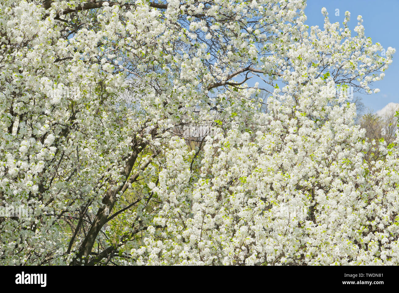 Il bianco dei fiori di peri accanto al lago di Jefferson incandescente sotto il sole a San Louis Forest Park su una giornata di primavera. Foto Stock