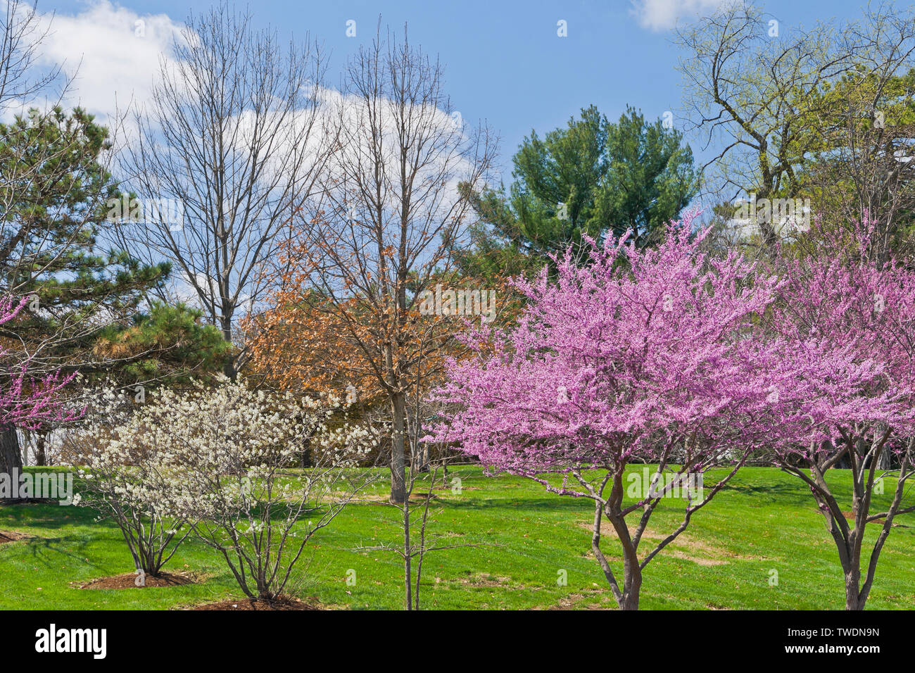 La rosa di fiori di redbud alberi e alcuni puffy nuvole illuminare la scena vicino al Planetario di San Louis Forest Park su una giornata di primavera. Foto Stock