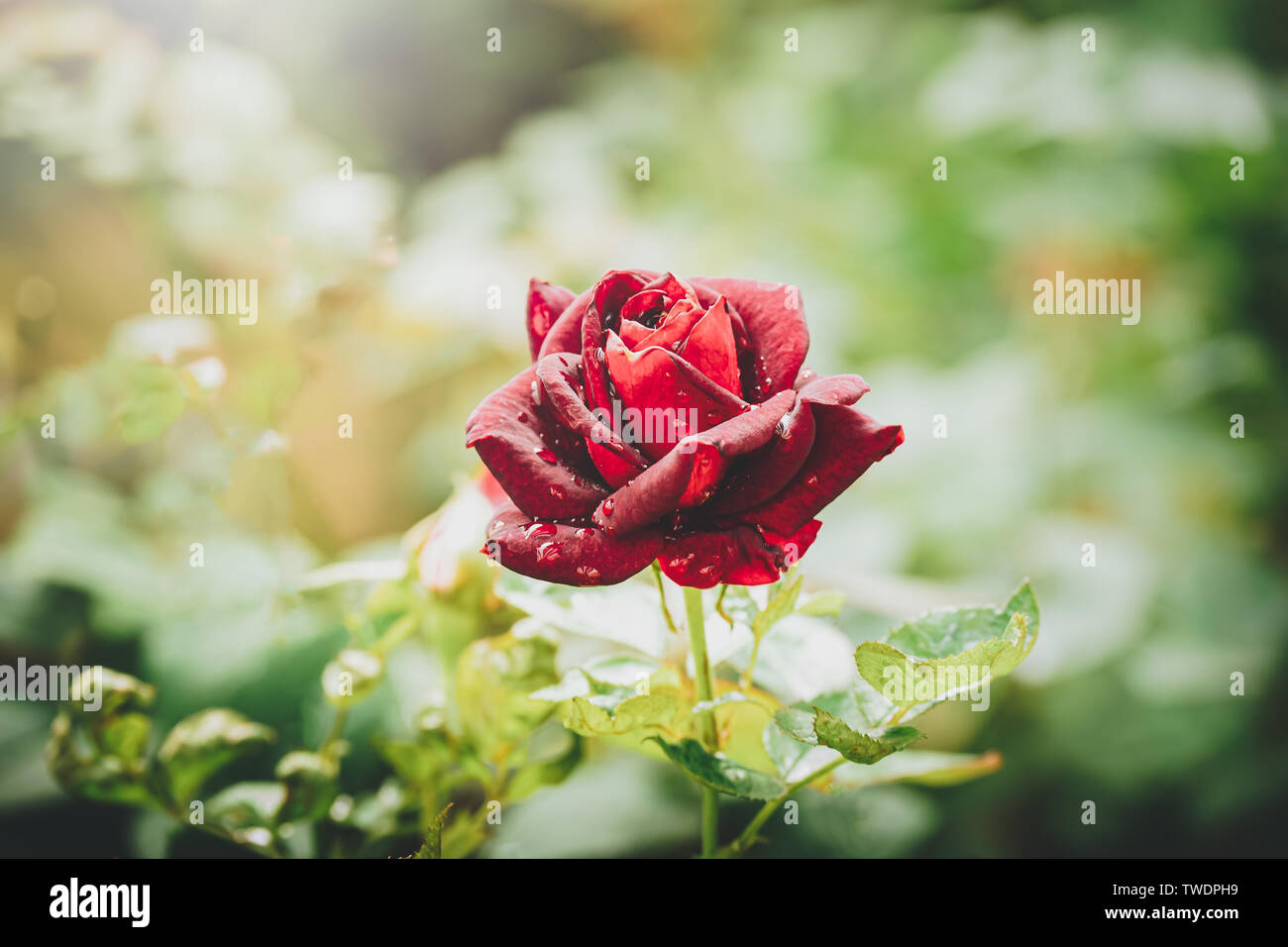 Una rosa rossa fiore sulla boccola nel giardino closeup Foto Stock