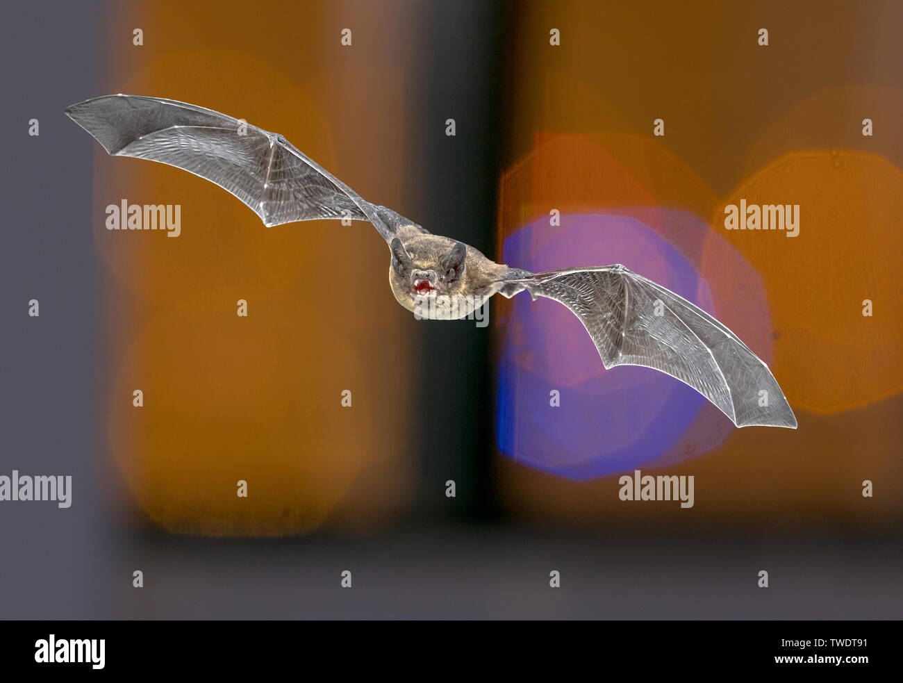 Flying Pipistrelle bat (Pipistrellus pipistrellus) la caccia di animali su sfondo colorato di finestra nel sottotetto della chiesa mentre le luci sono accese attraverso. T Foto Stock