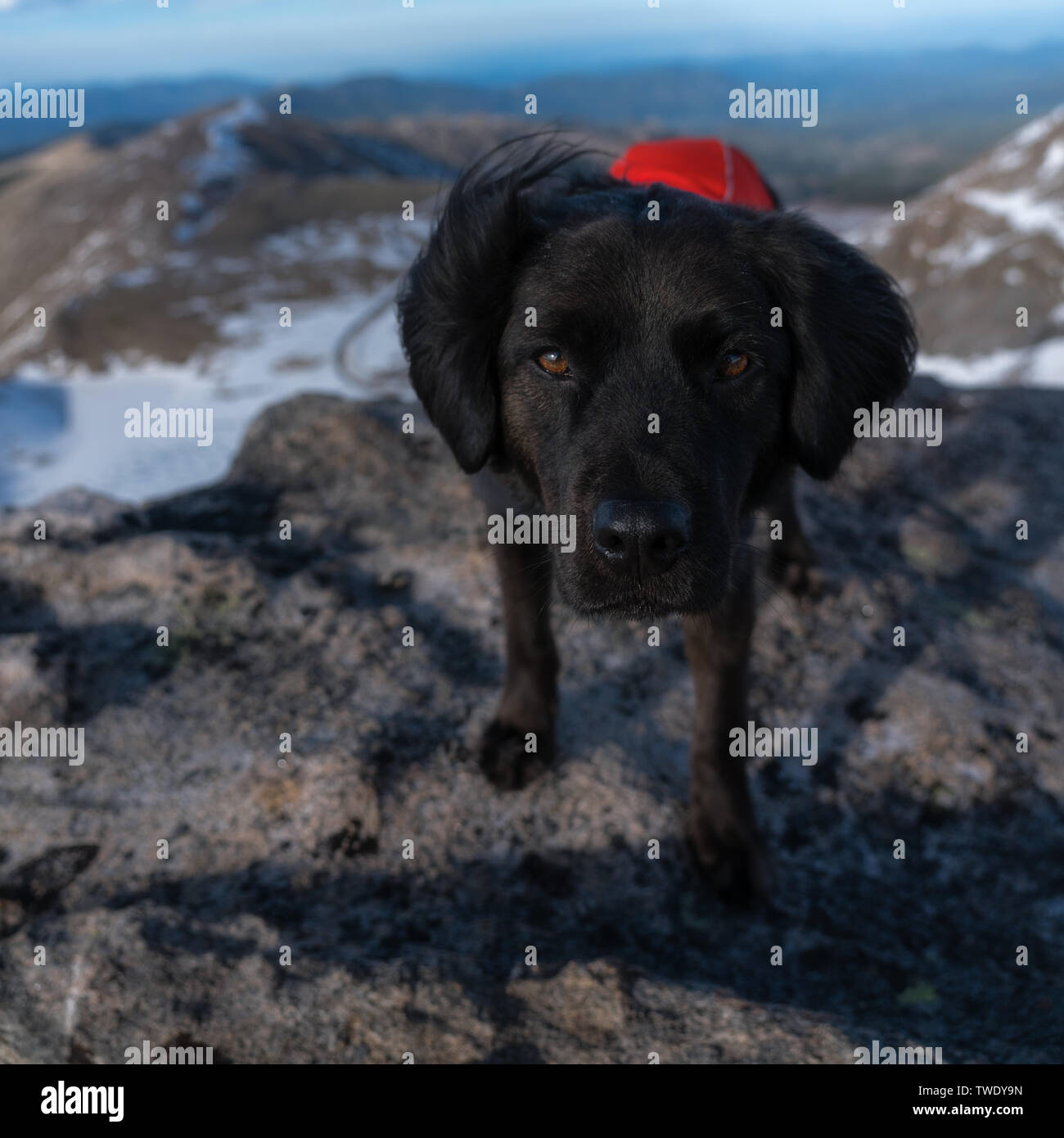 Escursioni con un cane sul Monte Evans, Colorado. Foto Stock