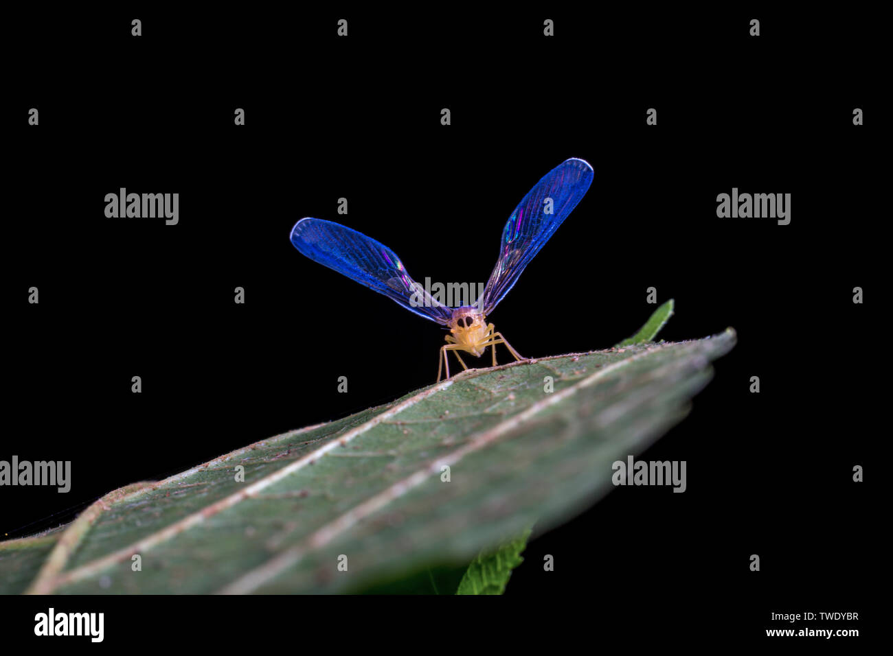 Maglia a manica lunga cicala di cera Foto Stock