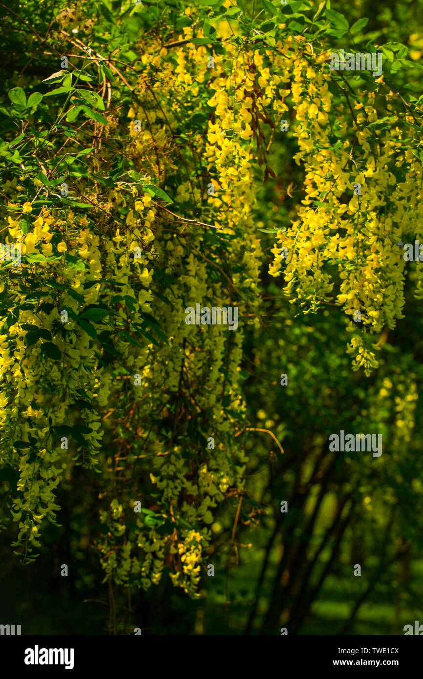 Albero di glicine giallo immagini e fotografie stock ad alta risoluzione -  Alamy