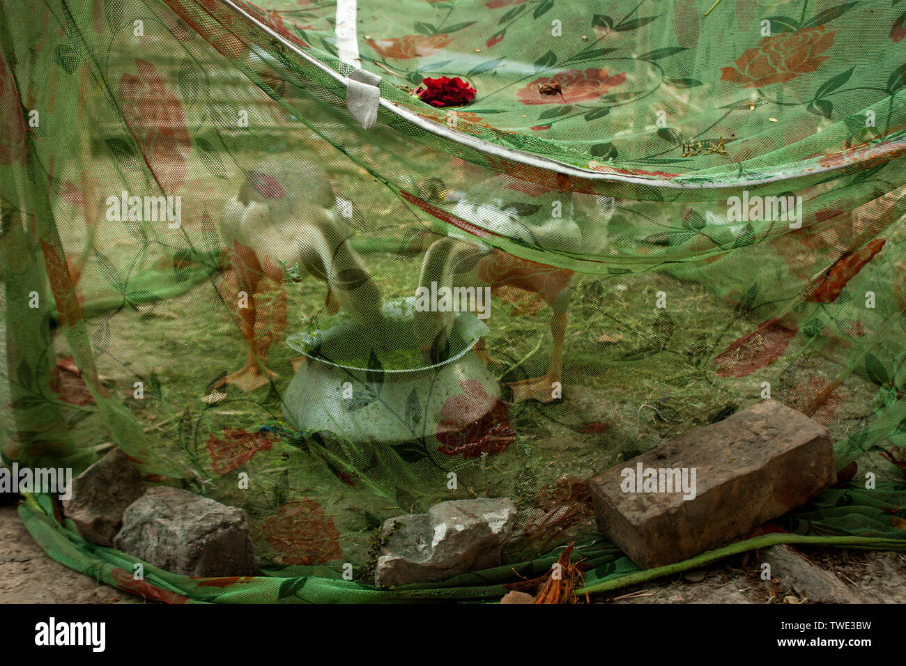 I cigni in Satkhira, Bangladesh. Foto Stock