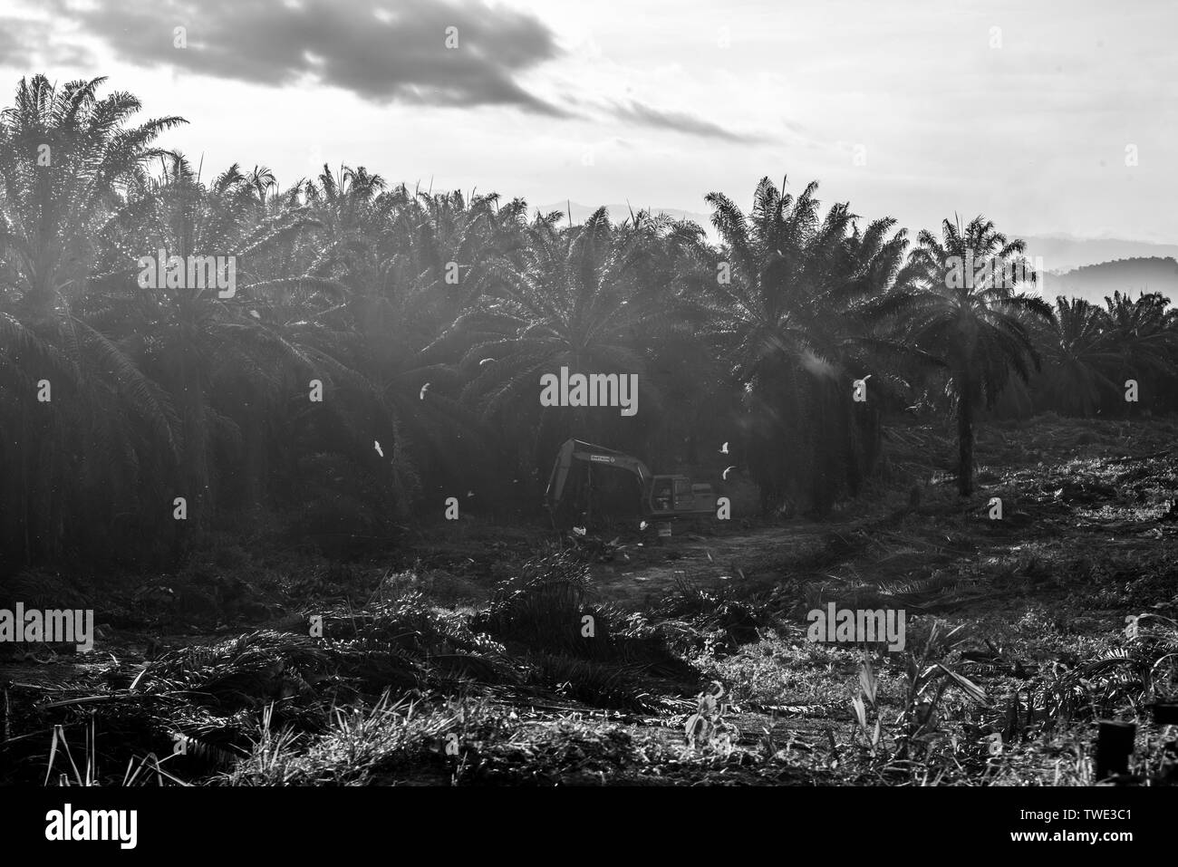 Olio di palma plantation, vicino Tawau, Sabah Borneo Malesia orientale. Foto Stock