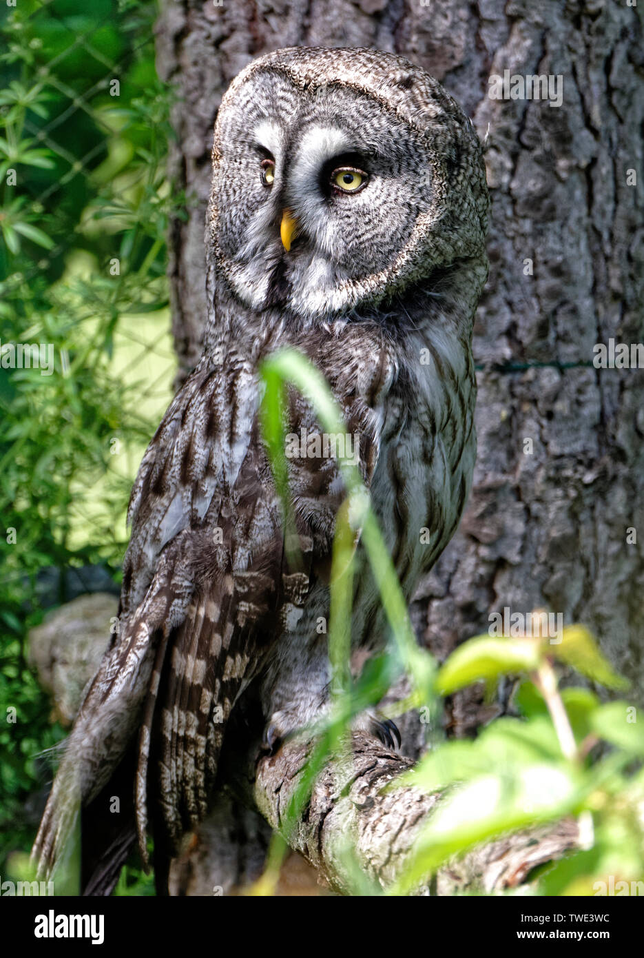 Grande gufo grigio in falconeria,Harz in Germania. Foto Stock