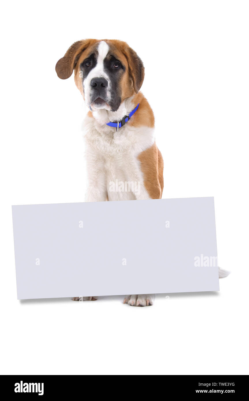 Cane Beagle con un cartello bianco Foto Stock