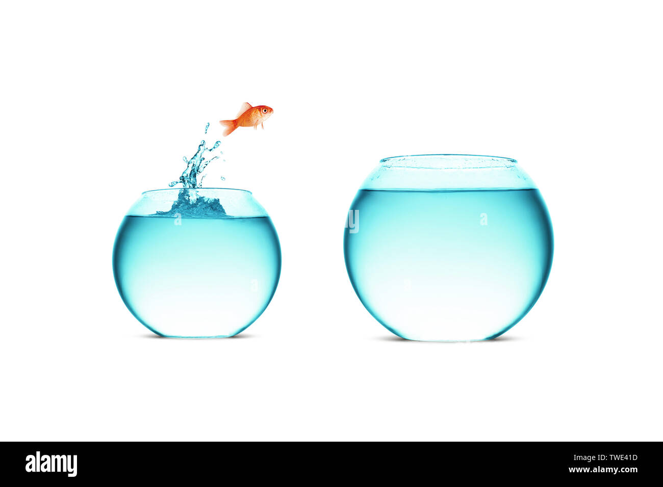 Goldfish saltando nel più grande fishbowl Foto Stock