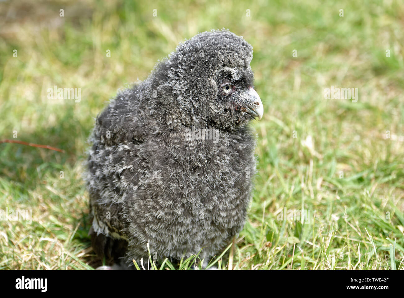 Owl pulcino Foto Stock