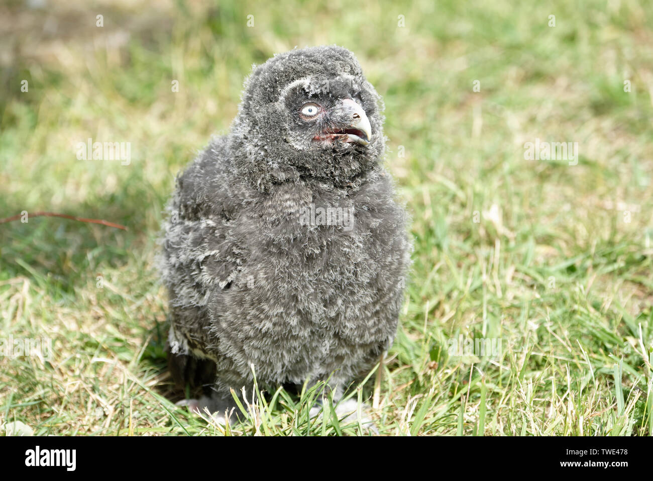 Owl pulcino Foto Stock