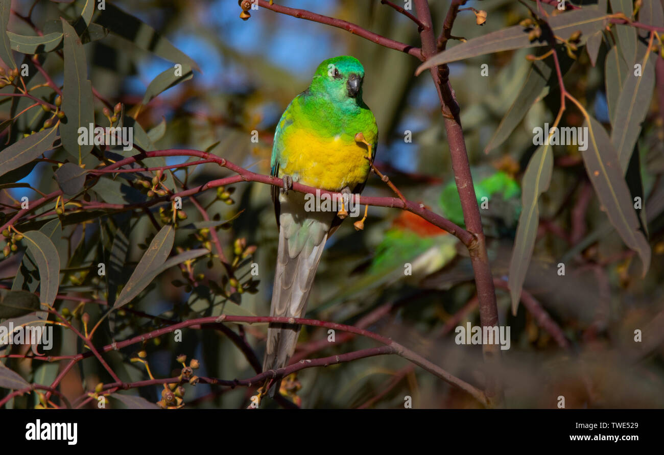 Red Rumped Parrot, Psephotus haematonotus, appollaiato in un albero a Narromine, Central West New South Wales. Foto Stock