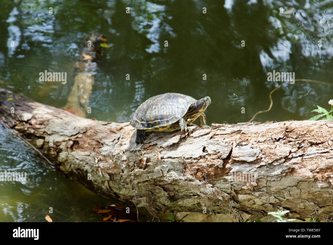 Basking tartaruga dipinta su un log in New Orleans Foto Stock