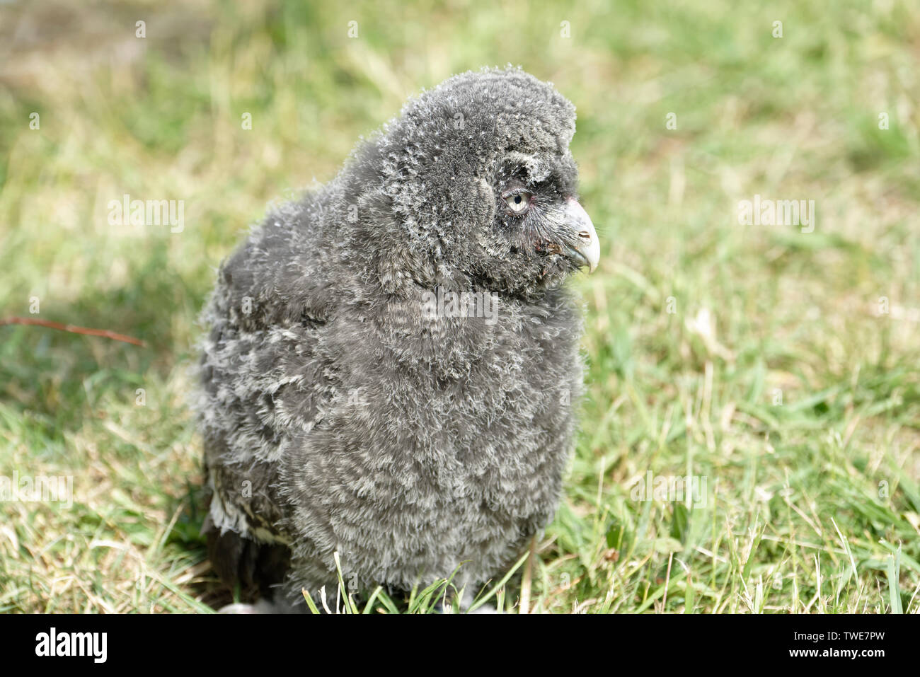 Owl pulcino Foto Stock