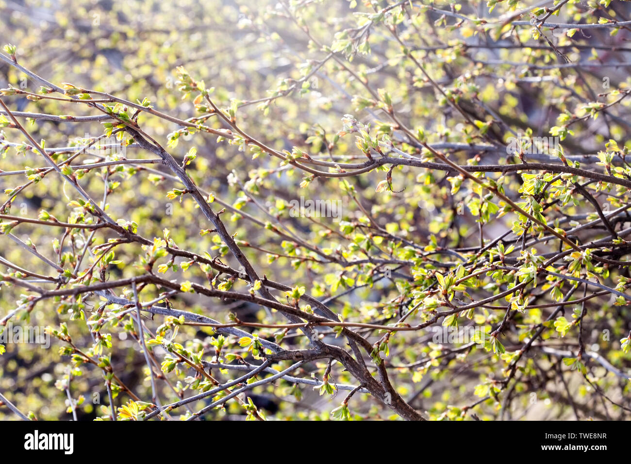 La molla foglie di colore verde chiaro sui rami di alberi vista schema all'aperto sullo sfondo di sole Foto Stock