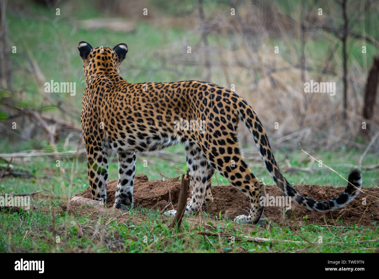 Una femmina di leopard o panther o panthera pardus in sfondo verde a jhalana riserva forestale, Jaipur, Rajasthan, India Foto Stock