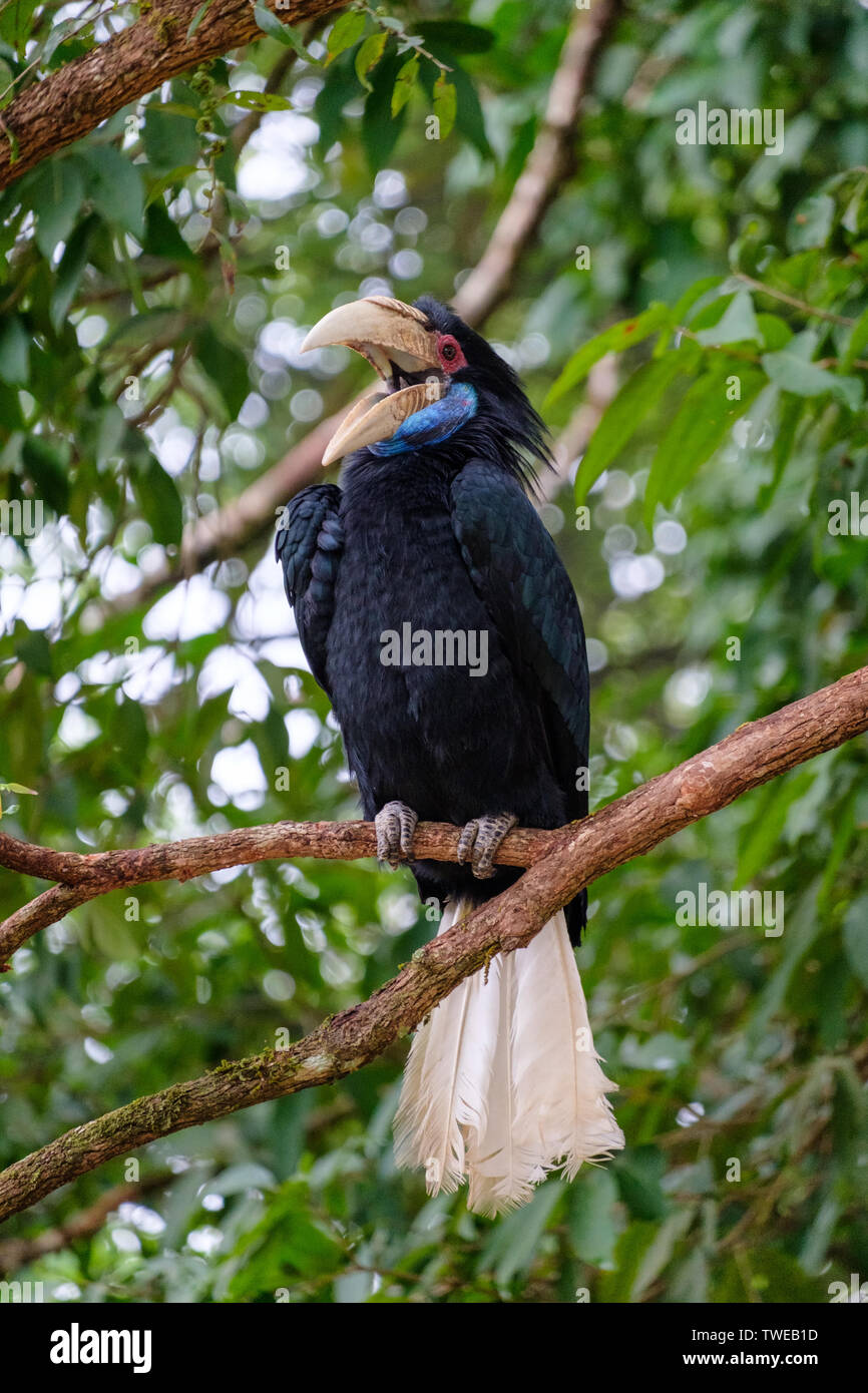 Grosso uccello Hornbill collo blu appollaiato su albero nel parco nazionale Foto Stock