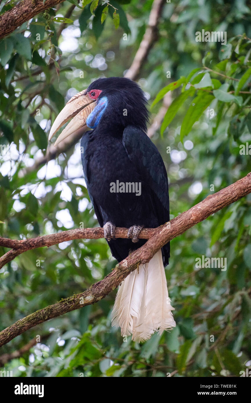 Grosso uccello Hornbill collo blu appollaiato su albero nel parco nazionale Foto Stock