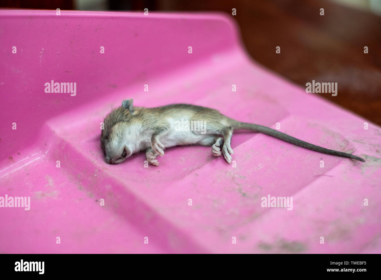 Piccoli di ratto di coda lunga si spense serenamente sulla paletta Foto Stock