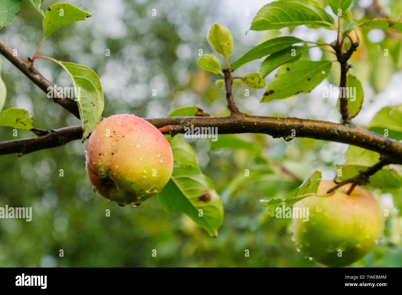 Due mele sul ramo dopo la pioggia Foto Stock