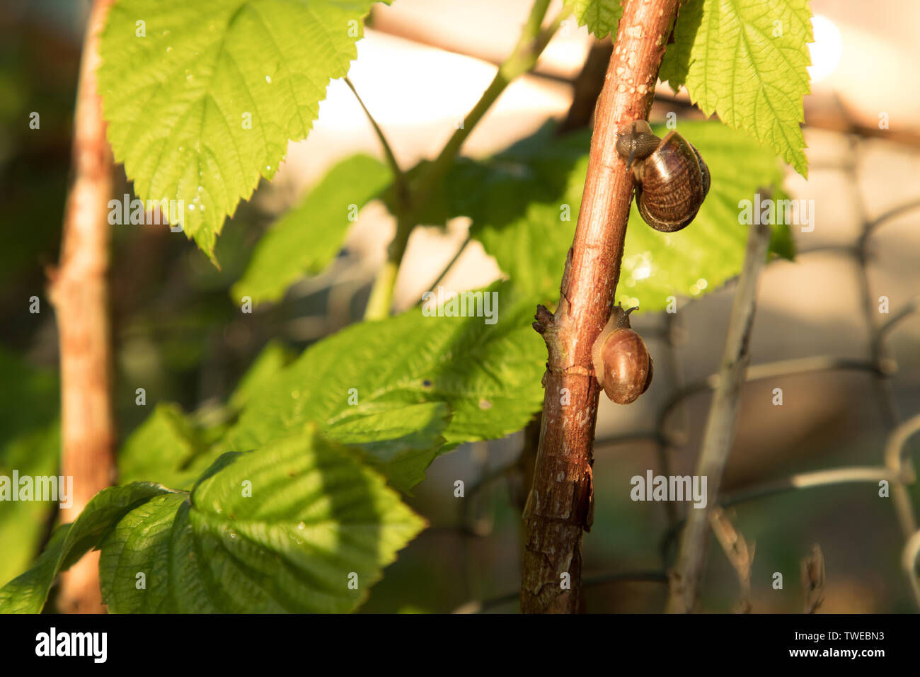 Due lumache su un ramo di una pianta in ore diurne Foto Stock