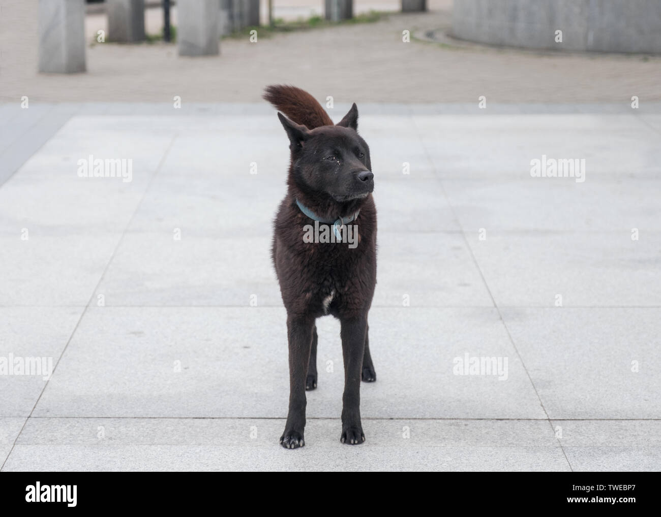 Giovane cane nero con il collare che si affaccia nel tempio Foto Stock