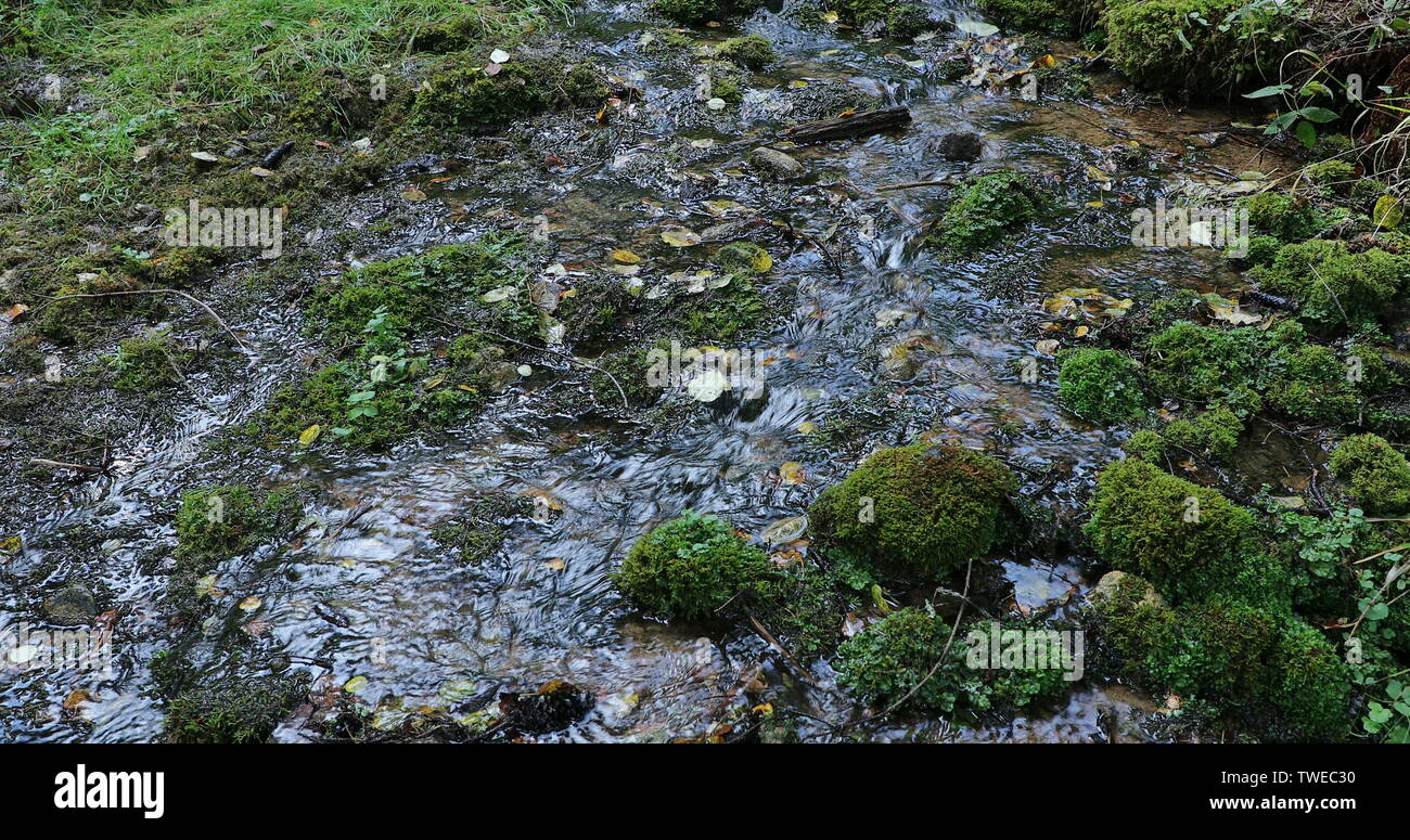 Un fiume che scorre nella foresta attraverso moss pietre coperto Foto Stock