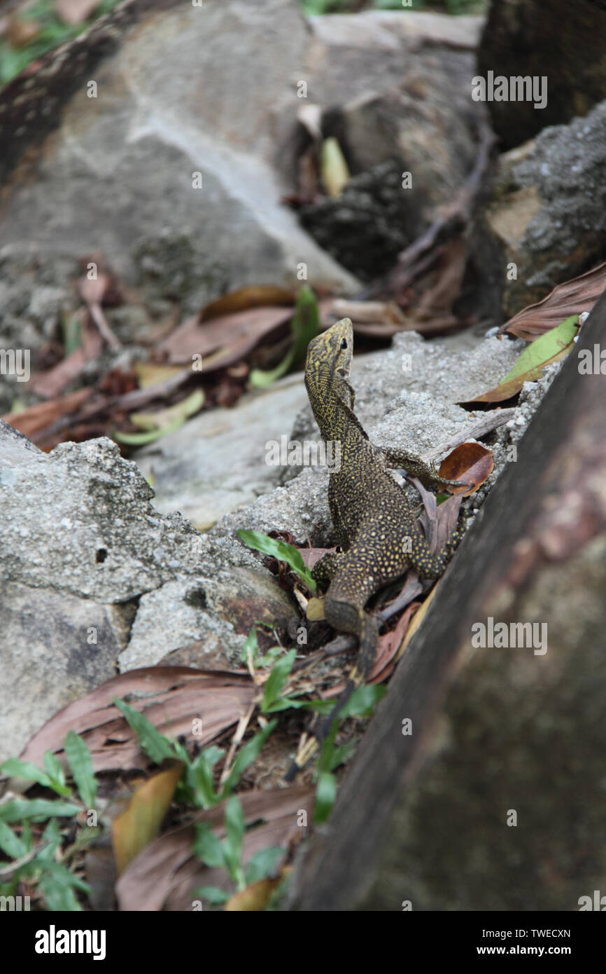 Lucertola su roccia, Malesia Foto Stock